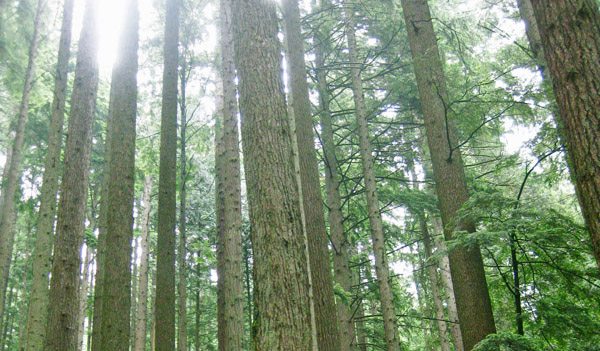 Trees on the Grouse Grind