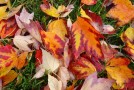 autumn leaves at thanksgiving
