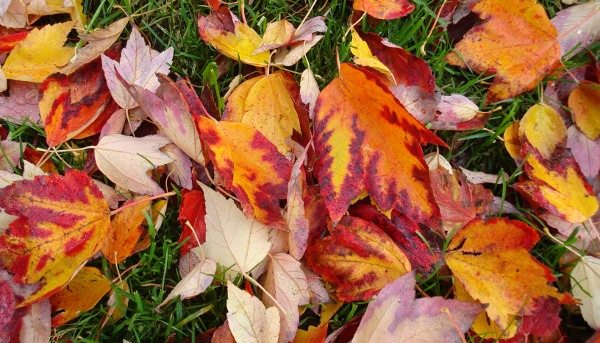 autumn leaves at thanksgiving