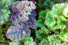 Community Garden Kale