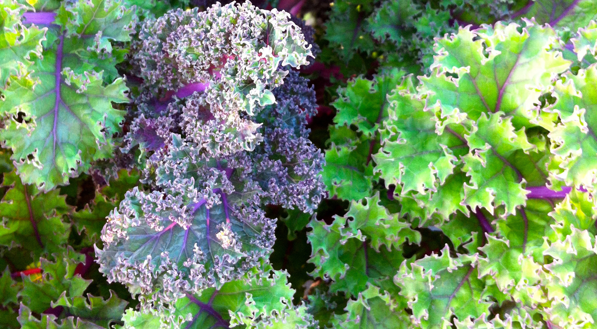 Community Garden Kale