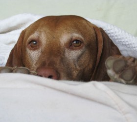 dog safety bite prevention