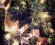 vancouver holiday traditions