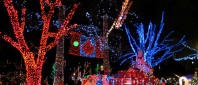 BrightNights lights in the trees