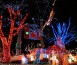 BrightNights lights in the trees