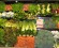 Greens Organic 005