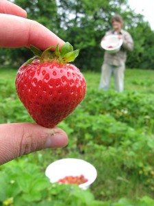 what to do in vancouver ubc farm camp