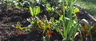 backyard veggie garden