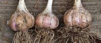 grow your own garlic