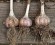 grow your own garlic