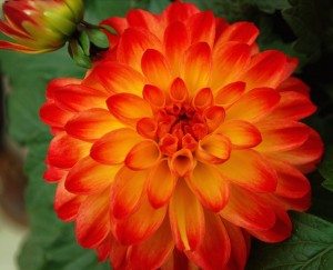 garden tips President's Choice Peter Cantley