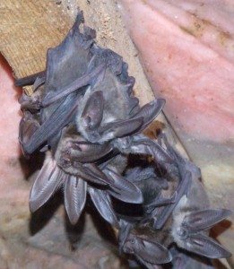 bats halloween family activity