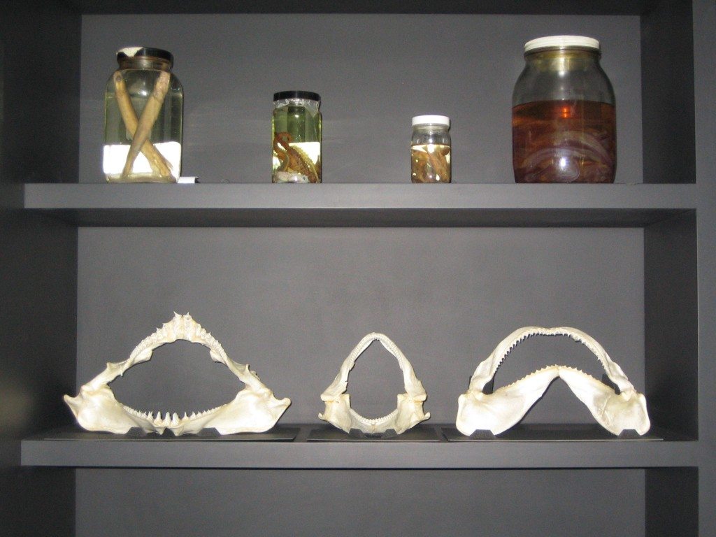 beaty biodiversity museum