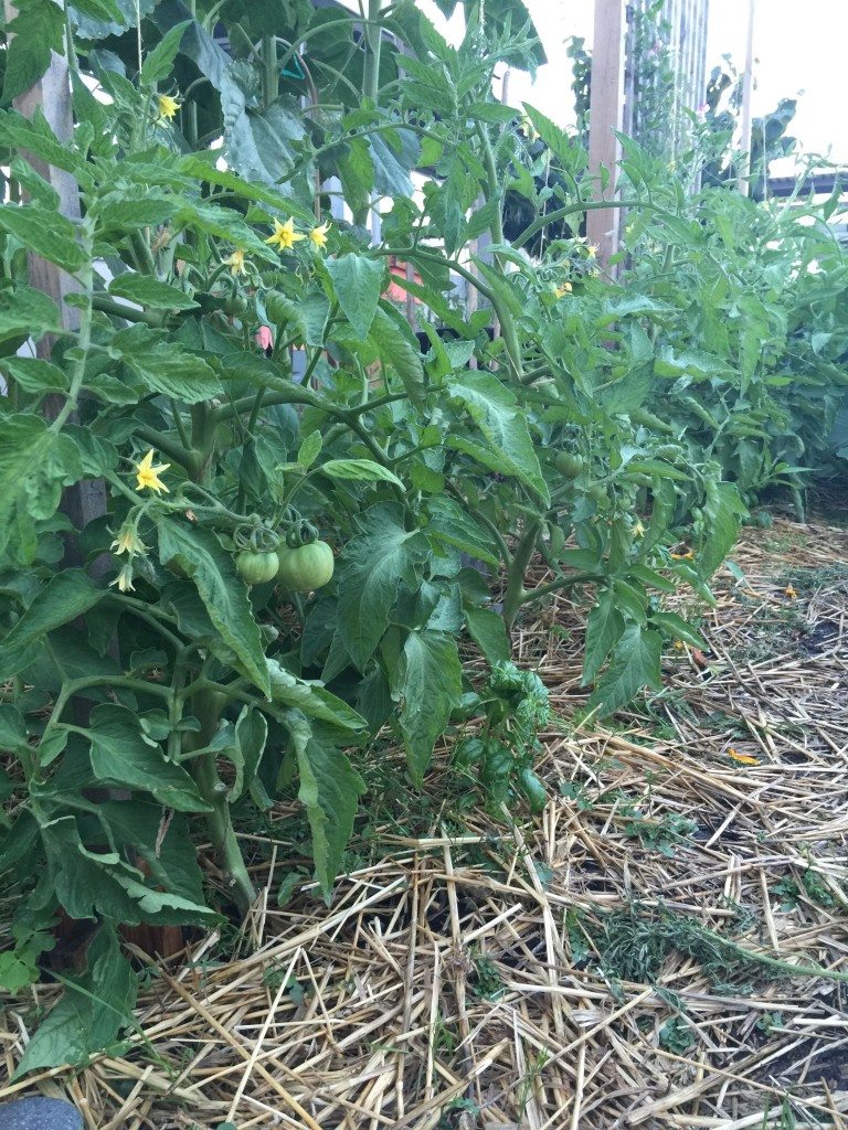 Mulched tomatoes