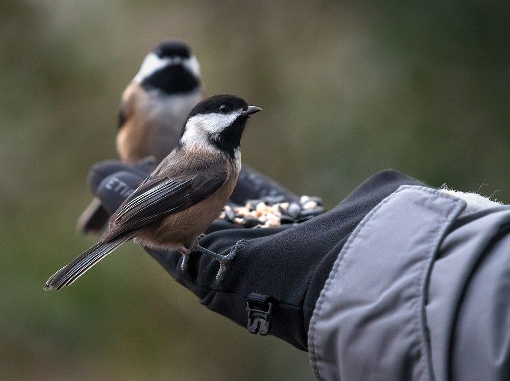 reifelbirdsanctuary CR Ingrid Taylar