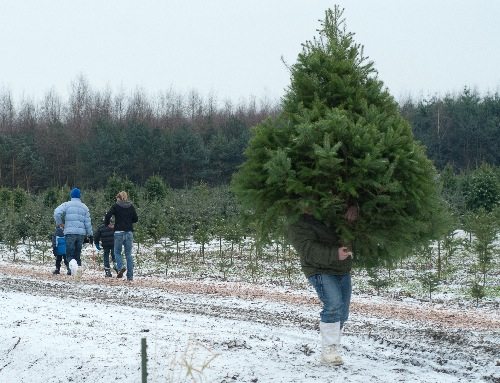H & M Christmas Tree Farm - where to get Christmas trees in Vancouver
